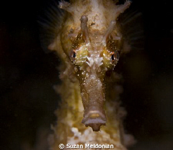 What can I say, I love seahorses. by Suzan Meldonian 